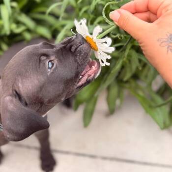 Hound Dogs Available for Adoption in Melrose, Florida - Scylla | PetCurious