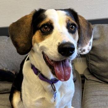 Daisy Doolittle -  Mixed Breed Dog for Adoption in Lansing, Michigan - Daisy Doolittle | PetCurious