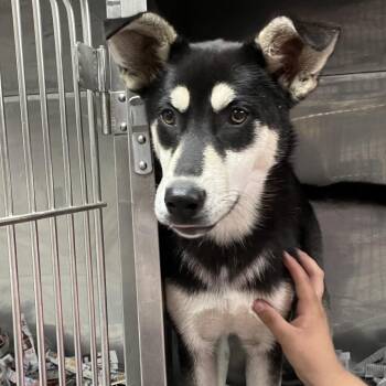 Chica -  Shepherd and Husky Dog for Adoption in Birmingham, Alabama - Chica | PetCurious