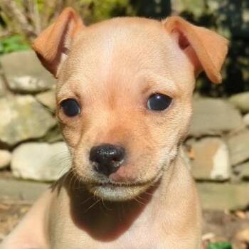 Chihuahua and Mixed Breed Dogs Available for Adoption - JUNIPER | PetCurious