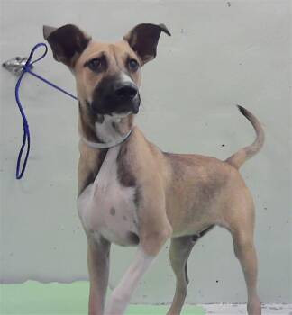 LUIGI -  Black Mouth Cur and Mixed Breed Dog for Adoption in Houston, Texas - LUIGI | PetCurious