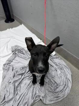 CHAMPAGNE -  Belgian Shepherd Malinois and Mixed Breed Dog for Adoption in Las Vegas, Nevada - CHAMPAGNE | PetCurious