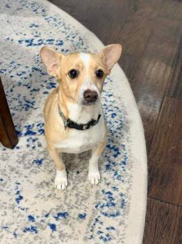 Chihuahua Dogs Available for Adoption - Guero | PetCurious