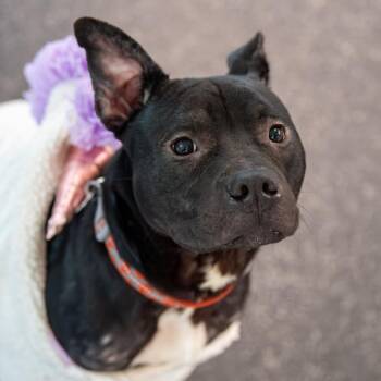 Apollo Wallo -  Pit Bull Terrier Dog for Adoption in Kennebunk, Maine - Apollo Wallo | PetCurious