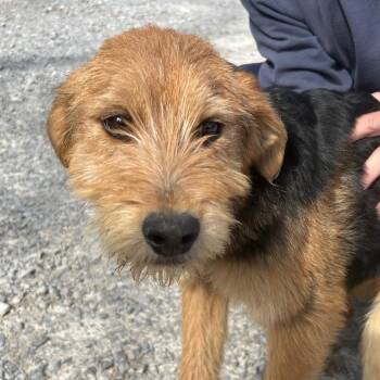 Airedale Terrier and Australian Cattle Dog Blue Heeler Dogs Available for Adoption - Hawk Oiseau | PetCurious