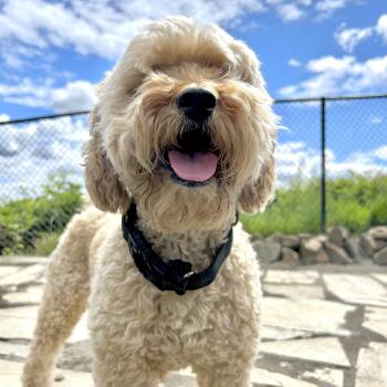 Dexter -  Poodle and Miniature Poodle Dog for Adoption in St. Helens, Oregon - Dexter | PetCurious