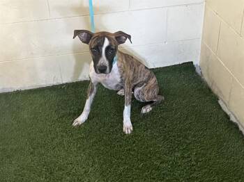 Rescue Pointer and Mixed Breed Dogs for Adoption in Winter Haven, Florida - SARA | PetCurious
