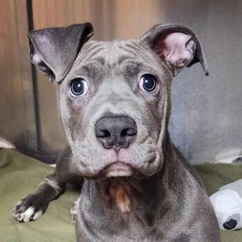 Rescue Terrier and Mixed Breed Dogs for Adoption in Austin, Texas - Ares | PetCurious