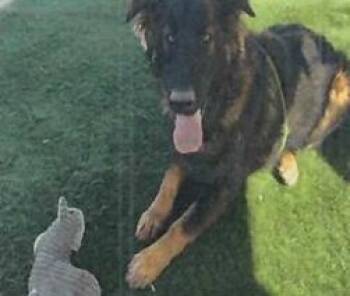 Rescue German Shepherd Dog and Mixed Breed Dogs for Adoption in Pahrump, Nevada - Titan (A114554) | PetCurious