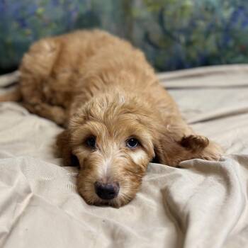 Pound cake -  Poodle and Mixed Breed Dog for Adoption in Brownsboro, Alabama - Pound Cake | PetCurious