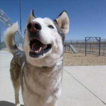 Atlas -  Husky and None Dog for Adoption in Cheyenne, Wyoming - Atlas | PetCurious