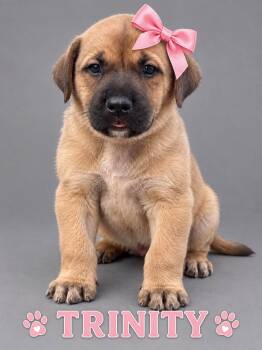 Trinity -  Hound Dog for Adoption in Lucas, Texas - Trinity | PetCurious