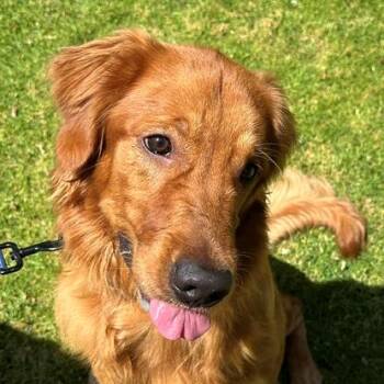 Obi -  Golden Retriever Dog for Adoption in Los Angeles, California - Obi | PetCurious
