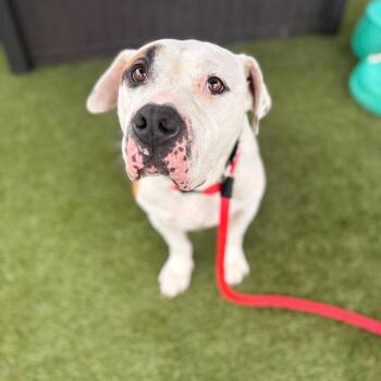 Mixed Breed Dogs Available for Adoption in Philadelphia, Pennsylvania - Giacamo | PetCurious