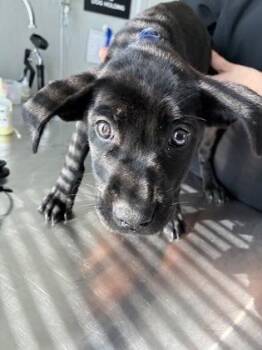 Rose (navy) -  Mixed Breed Dog for Adoption in Lafayette, Indiana - Rose (navy) | PetCurious