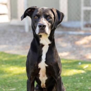 Rescue English Pointer and Mixed Breed Dogs for Adoption in Camarillo, California - ALFIE | PetCurious