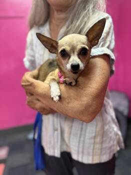 Tori -  Chihuahua Dog for Adoption in Shermans Dale, Pennsylvania - Tori | PetCurious