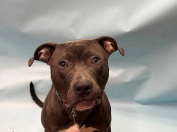 Bear -  Pit Bull Terrier and Mixed Breed Dog for Adoption in Golden Valley, Minnesota - Bear | PetCurious