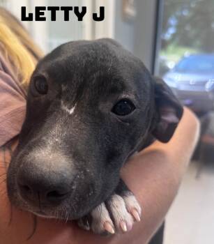Letty J -  American Bully Dog for Adoption in Dyersburg, Tennessee - Letty J | PetCurious