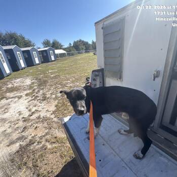 Pepper -  Husky and German Shepherd Dog Dog for Adoption in Hinesville, Georgia - Pepper | PetCurious