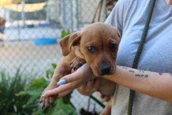 Bubba Garcias -  Dachshund and Mixed Breed Dog for Adoption in Brunswick, Georgia - Bubba Garcias | PetCurious