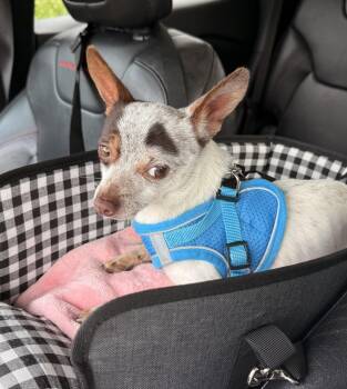 Rocky -  Chihuahua Dog for Adoption in Charlotte, North Carolina - Rocky | PetCurious