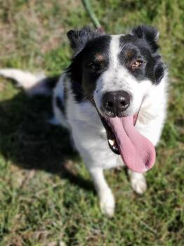 Teddy -  Border Collie Dog for Adoption in Snyder, Texas - Teddy | PetCurious