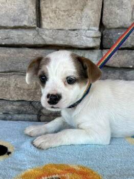 Franny -  French Bulldog and Dachshund Dog for Adoption in Yakima, Washington - Franny | PetCurious