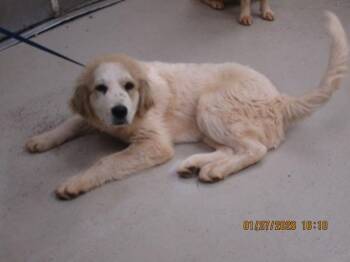 Great Pyrenees Dogs Available for Adoption - Dexter(90) | PetCurious
