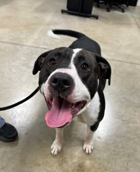 Rescue American Staffordshire Terrier Dogs for Adoption in Pierceton, Indiana - Chaos | PetCurious