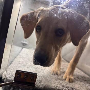 Yellow Labrador Retriever Dogs Available for Adoption - Chaos | PetCurious