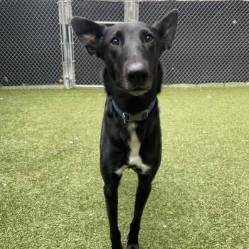 Greyhound and Mixed Breed Dogs Available for Adoption in South Burlington, Vermont - Cillian | PetCurious