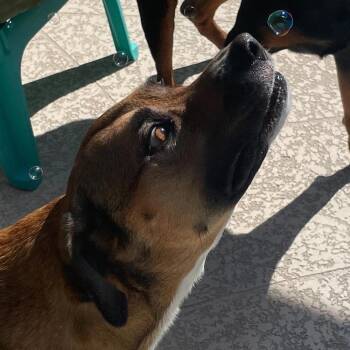 Bua -  Black Mouth Cur Dog for Adoption in Azalea Park, Florida - Bua | PetCurious