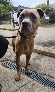 Rescue Mixed Breed Dogs for Adoption in Cincinnati, Ohio - Twilight | PetCurious