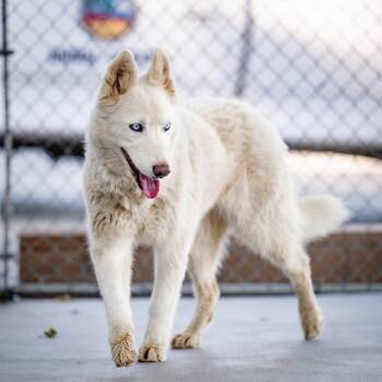 Rescue Husky Dogs for Adoption in Twentynine Palms, California - Emma | PetCurious