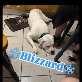 Rescue American Bully Dogs for Adoption in Minden, Ontario - Blizzard | PetCurious