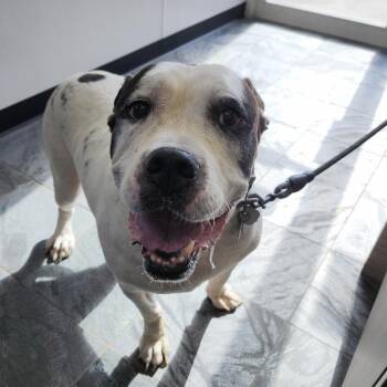Bobo -  American Bulldog and Terrier Dog for Adoption in Clearwater, Florida - Bobo | PetCurious