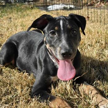 Rescue Mixed Breed and Terrier Dogs for Adoption in Olathe, Kansas - Haley's Comet | PetCurious
