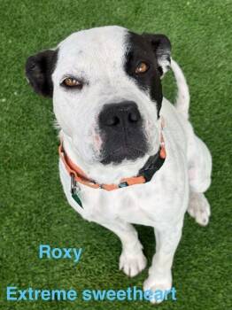 Roxy -  American Staffordshire Terrier and Mixed Breed Dog for Adoption in Evergreen, Colorado - Roxy | PetCurious