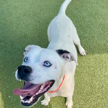 Caspian -  Pit Bull Terrier Dog for Adoption in Greensboro, North Carolina - Caspian | PetCurious