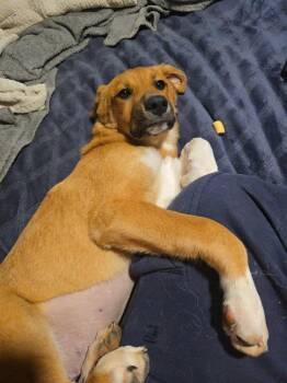 Rescue Australian Cattle Dog Blue Heeler Dogs for Adoption in Nucla, Colorado - Lulu Aka Socks | PetCurious