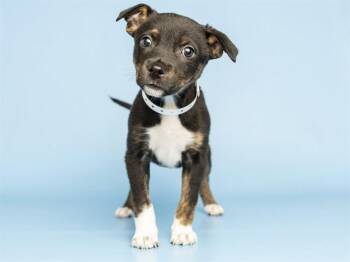 NAOMI -  Chihuahua and Mixed Breed Dog for Adoption in Phoenix, Arizona - NAOMI | PetCurious