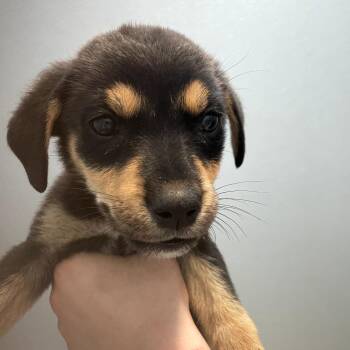 Sapphire -  Mixed Breed Dog for Adoption in North Battleford, Saskatchewan - Sapphire | PetCurious
