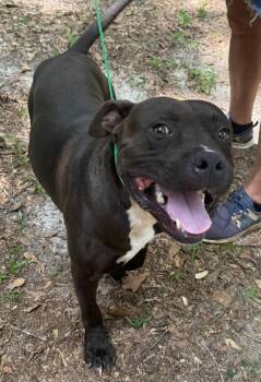 Rescue American Bulldog Dogs for Adoption in Troy, Alabama - Shadow | PetCurious