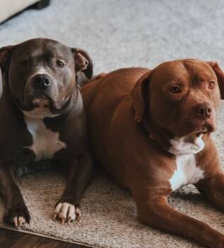 Pit Bull Terrier Dogs Available for Adoption - Vinny | PetCurious