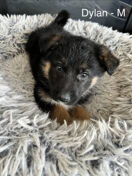 Shepherd and Great Pyrenees Dogs Available for Adoption - Dylan | PetCurious