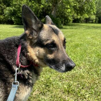 Rescue German Shepherd Dog Dogs for Adoption in Springfield, Missouri - Milo (SPECIAL ADOPTION FEE) | PetCurious