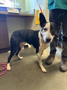 Border Collie and Mixed Breed Dogs Available for Adoption in Santa Cruz, California - ROSCO | PetCurious