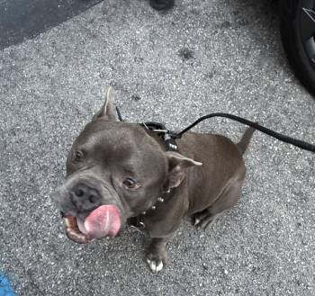 Pit Bull Terrier Dogs Available for Adoption - POLO | PetCurious