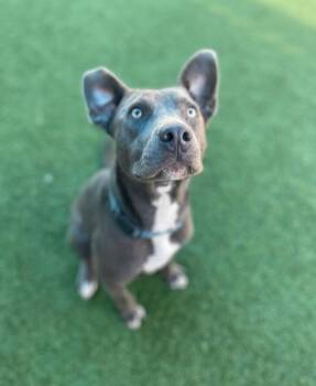 Mixed Breed Dogs Available for Adoption - WANDA | PetCurious